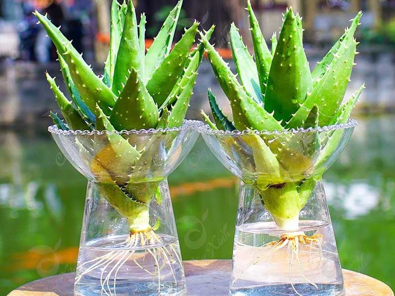 Cây lô hội