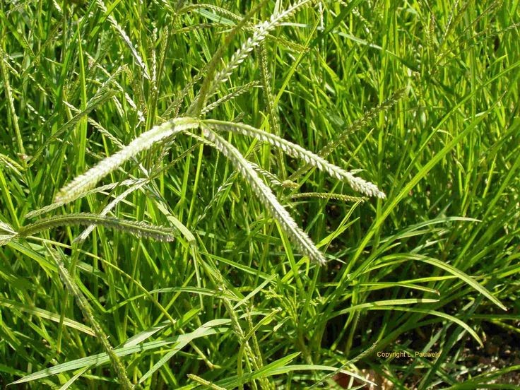 Cỏ mần trầu gội đầu giúp mượt tóc