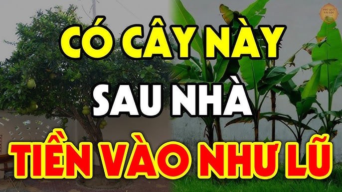 4 loại trồng cây hút lộc