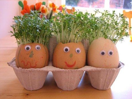 Vỏ trứng làm thành chậu cây mini