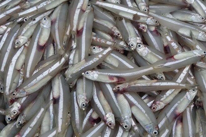 Tuy nhỏ bé nhưng cá cơm là “kho báu” dinh dưỡng từ biển cả.
