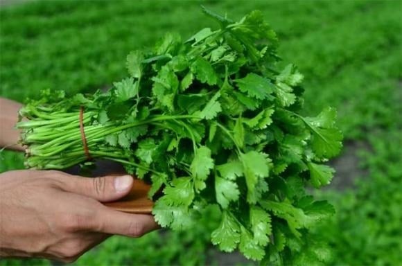 Không chỉ là một loại gia vị quen thuộc, rau mùi còn có công dụng điều hòa hoạt động tiêu hóa, kích thích nhu động ruột và hỗ trợ ăn ngon miệng.