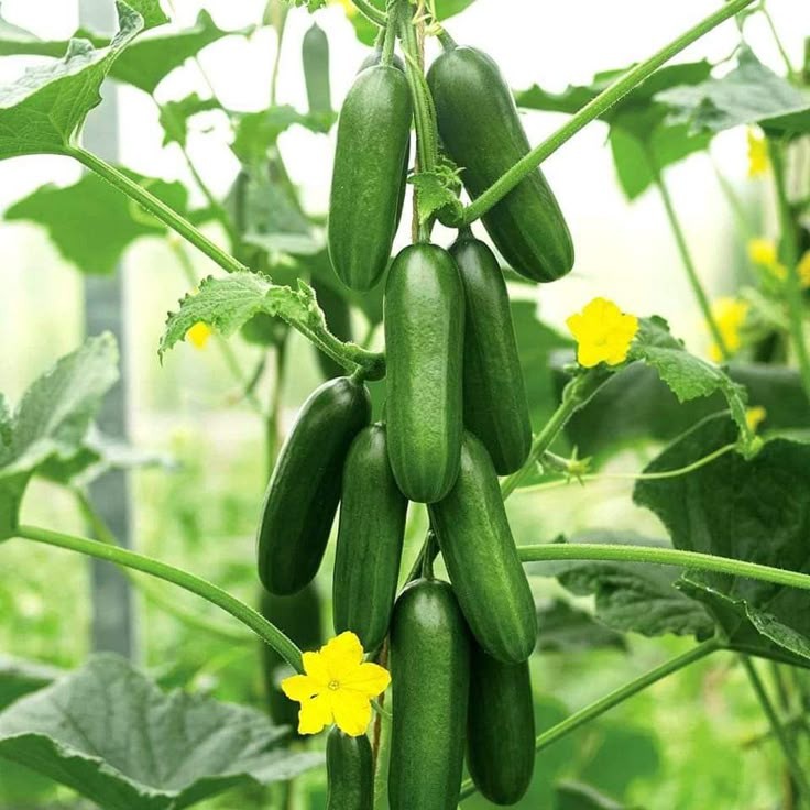 Dưa chuột không tốt cho những người có hệ tiêu hóa kém