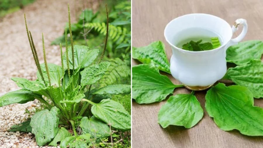 Lá mã đề có tác dụng giải độc gan, làm mát gan.