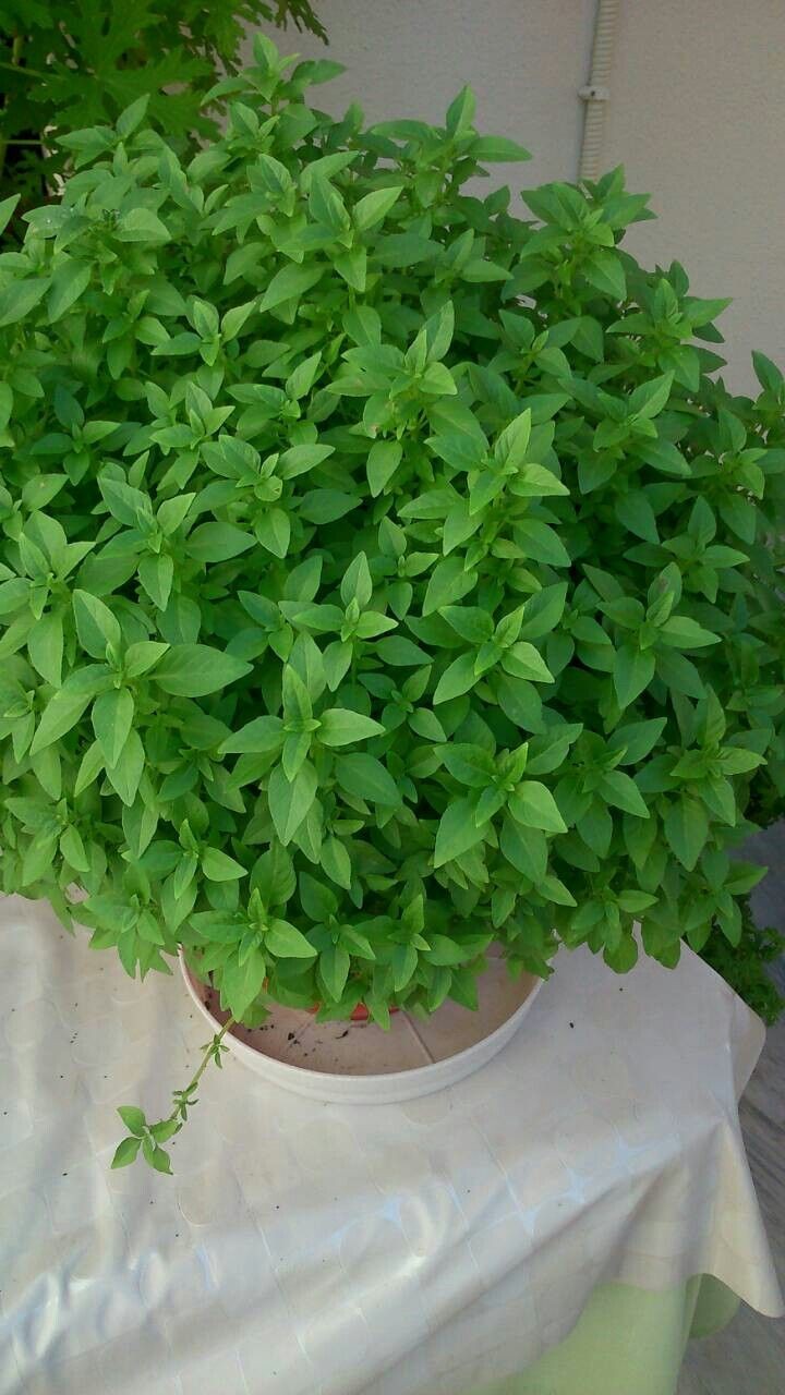Một số loại cây có thể đuổi muỗi như húng quế