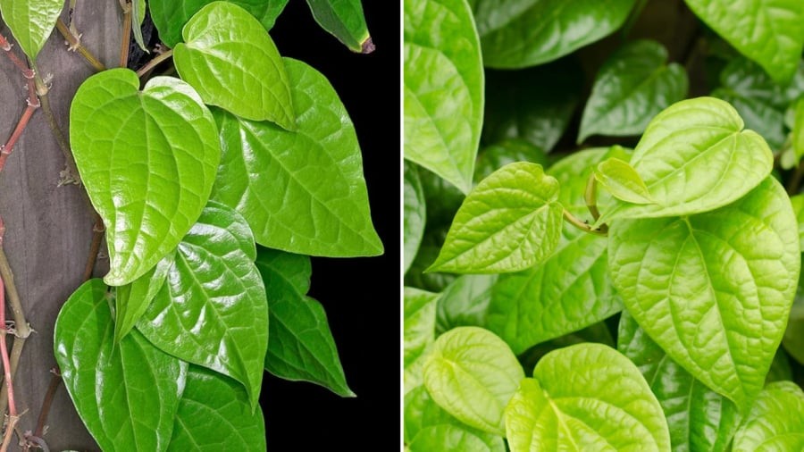 Lá trầu không mang lại nhiều lợi ích cho sức khỏe.
