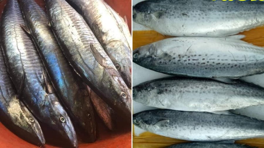 Cá thu ngàng (bên trái) và cá thu chấm.