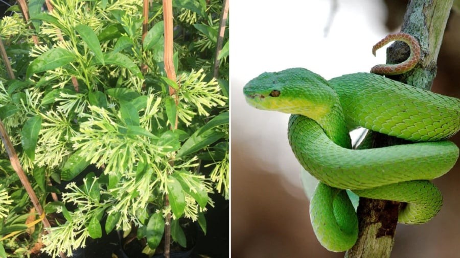 Cây dạ lý hương thu hút các loài động vật như chuột, ếch... Đây là con mồi yêu thích của rắn.