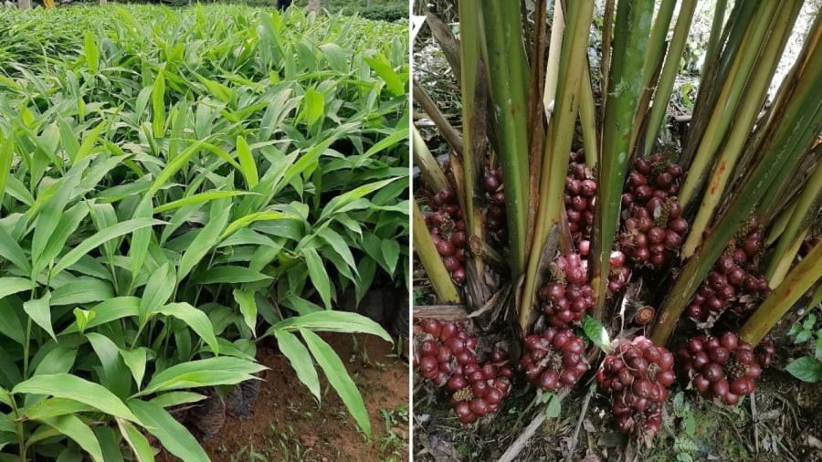Cây sa nhân tím thu hút các loài sinh vật như chuột, sóc... đến ăn quả. Vì thế, rắn cũng sẽ đến khu vực có cây này để săn mồi.