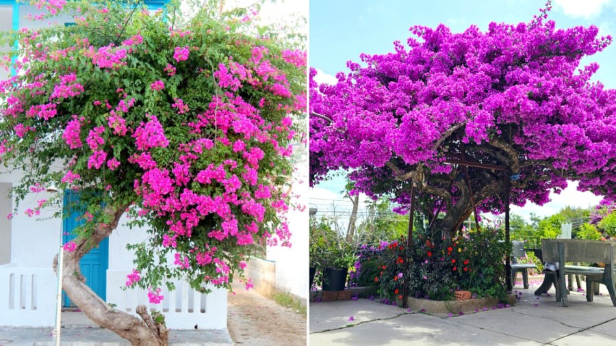 Trước cổng nhà được coi là vị trí đẹp nhất để trồng cây hoa giấy.