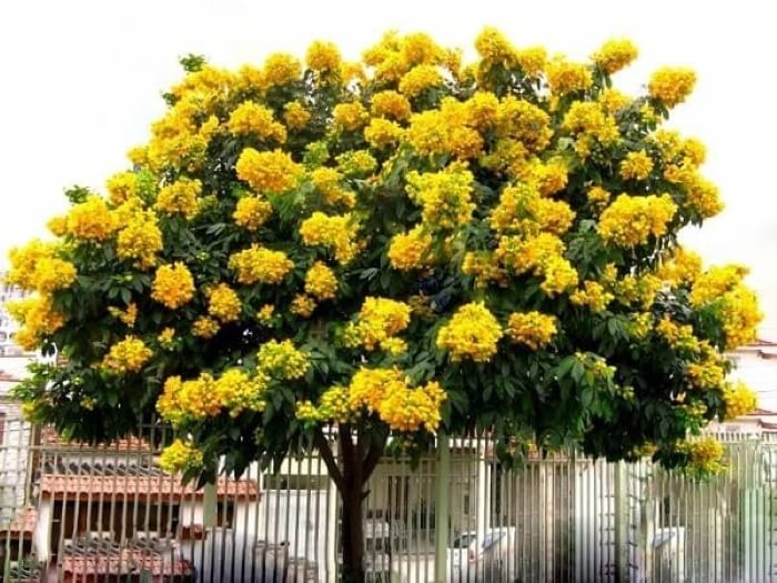 Cây giáng hương là một loại gỗ quý, theo thời gian, cây giáng hương cũng trở thành gia tài không nhỏ mà thế hệ cha ông để lại cho con cháu.