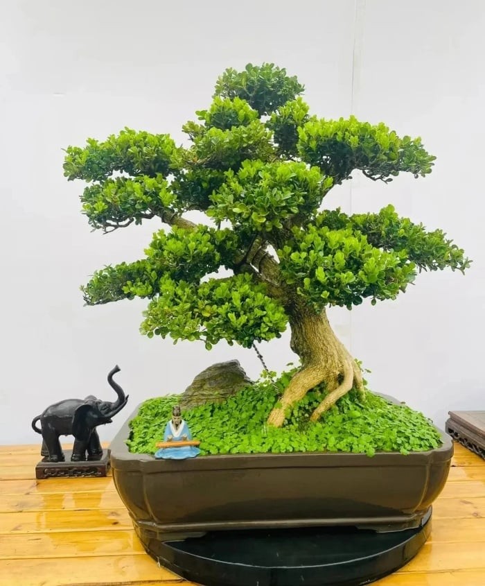 Cây hoàng dương có chức năng giữ nhà, an gia trấn trạch và tăng cường sự giàu có cho gia đình.