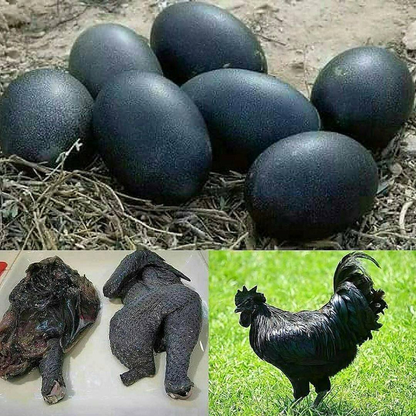 la-lung-ga-mat-quy-dat-nhu-vang-den-bong-tu-luc-phu-ngu-tang-Hinh-6