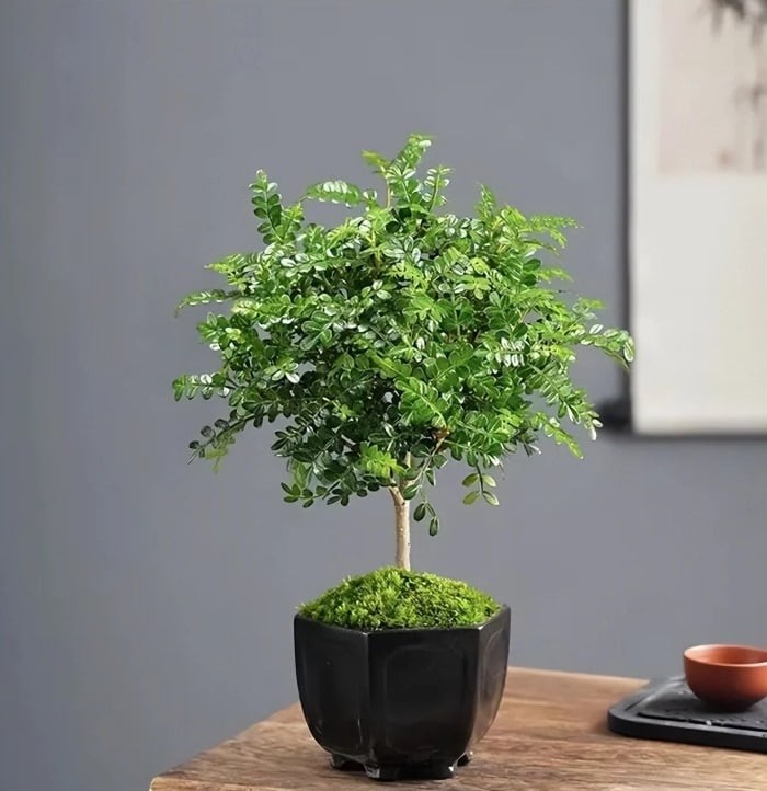 Cây thanh mộc hương có thể tỏa ra một mùi thơm rất sảng khoái.