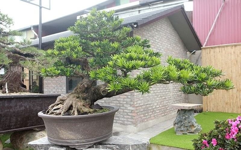 Tùng la hán là cây cảnh này giúp trấn trạch, xua đuổi điềm xấu, bảo vệ ngôi nhà và mang lại may mắn cho gia chủ.