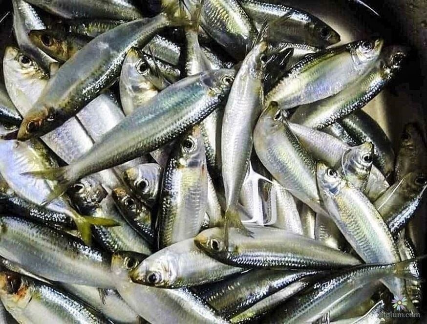 Cá trích nổi bật với phần thịt mềm, giàu protein cùng canxi, giúp phát triển cơ bắp chắc khỏe và duy trì hệ xương vững chắc.