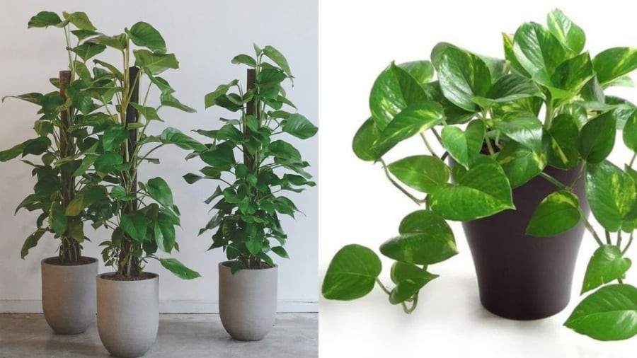 Trầu bà có độc nhẹ