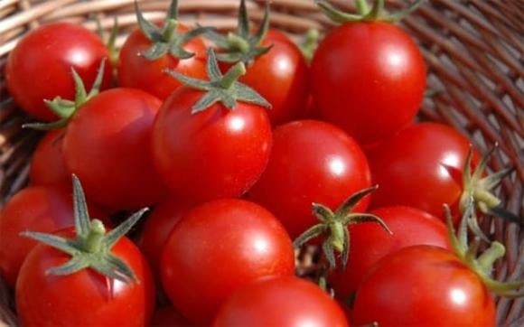 Cà chua sạch sẽ có vỏ mịn màng và màu sắc đều, không tì vết.