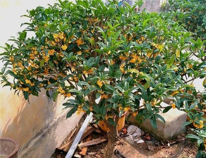 Cây mộc hương ra hoa tỏ hương thơm ngát