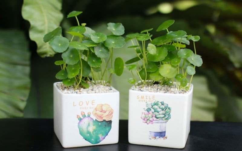 Cây cảnh dễ bị thối rữa