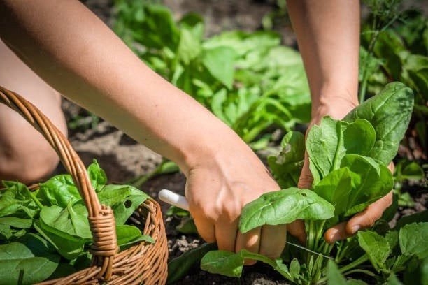 Rau bina còn có tên gọi khác quen thuộc hơn ở việt nam là cải bó xôi hay rau chân vịt.