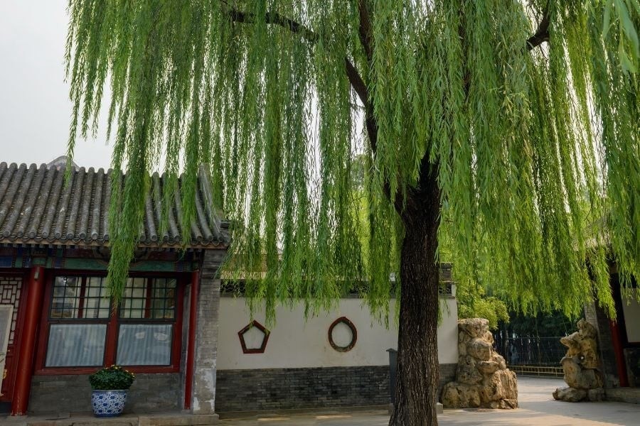 Trước cửa không trồng 3 cây trong nhà không treo 3 vật đó là cây gì?