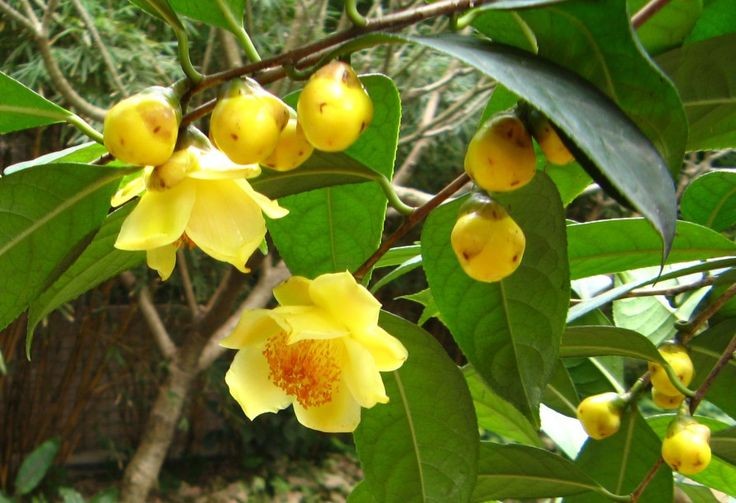 Trà hoa vàng có những bông hoa đẹp