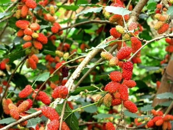Khác với những loài cây cảnh rực rỡ hay cây ăn quả quen thuộc, cây dâu tằm thường mang dáng vẻ giản dị, mộc mạc, thậm chí không được đánh giá cao về mặt thẩm mỹ nên dễ bị xem nhẹ hoặc chặt bỏ.