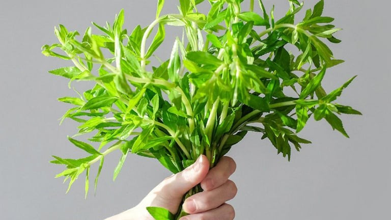 Nhờ đặc tính dễ trồng, chỉ cần tưới nước đều là cây phát triển xanh um, rau ngổ sau 25–30 ngày đã có thể cắt bán