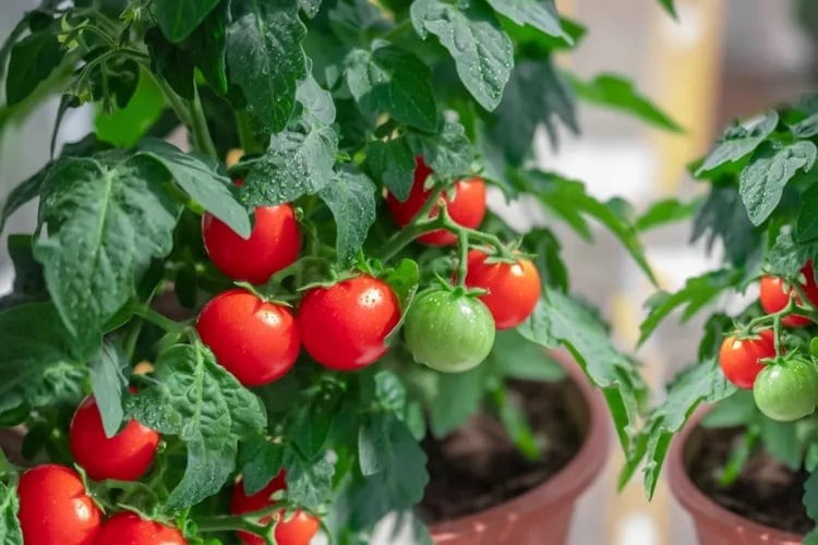 Nên thu hoạch cà chua đúng thời điểm