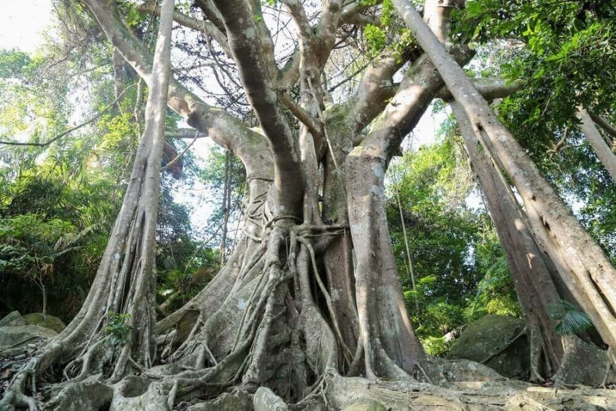 Cây cổ thụ trong vườn – Càng lâu năm càng tụ tài tụ phúc