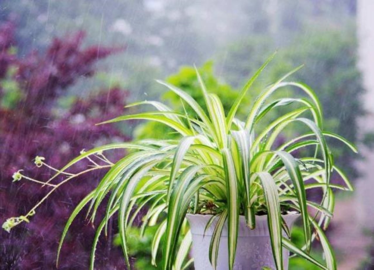 Cỏ lan chi
