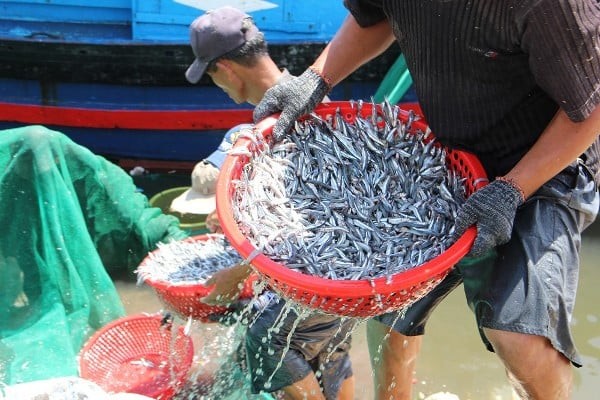 Cá cơm là loại cá bé tí hon nhưng lại cực kỳ đắt giá.