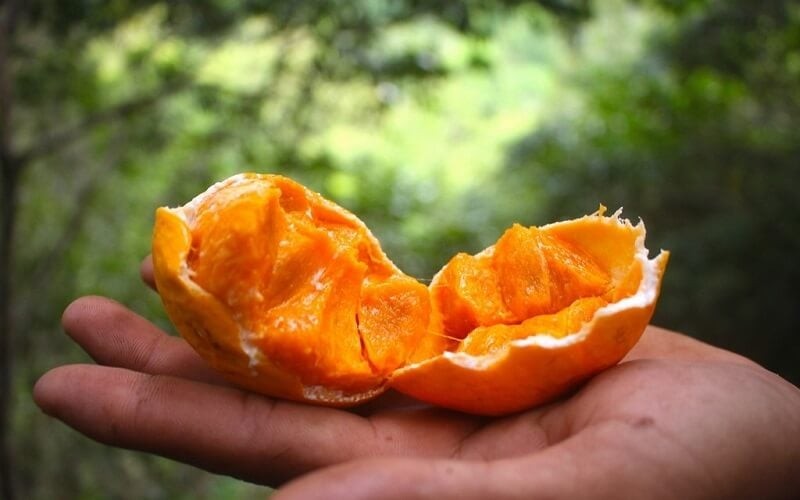 Gùi chín có thể ăn trực tiếp, hoặc xay sinh tố thêm đá, một chút đường để làm thức uống giải nhiệt