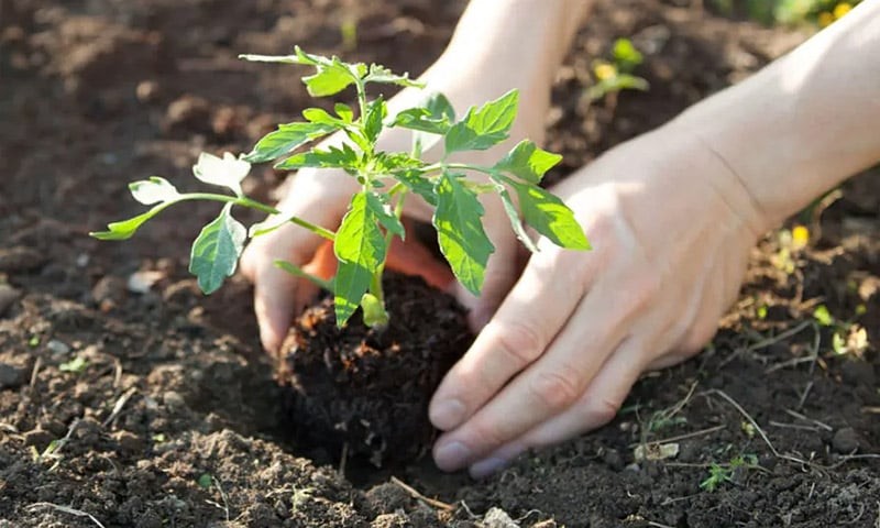Trồng cà chua sớm quá so với mùa cũng dễ bị còi cọc