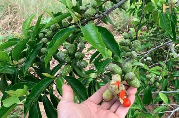 Ngoài tiềm năng kinh tế, cây dổi còn đóng vai trò tích cực trong bảo vệ và cải thiện môi trường.