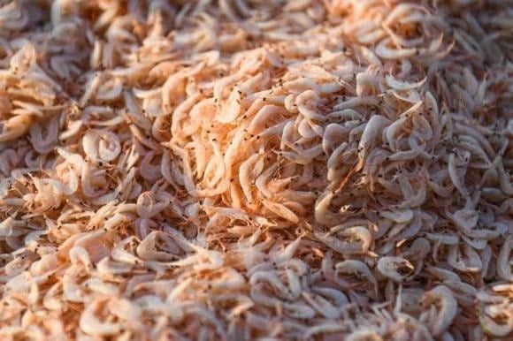 Mùa hè oi ả khiến khẩu vị của nhiều người trở nên thất thường, khó chiều.
