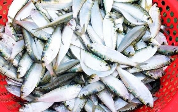 Cá trích thuộc họ Clupeidae, phân bố rộng khắp các vùng biển Đại Tây Dương, Thái Bình Dương và Ấn Độ Dương.