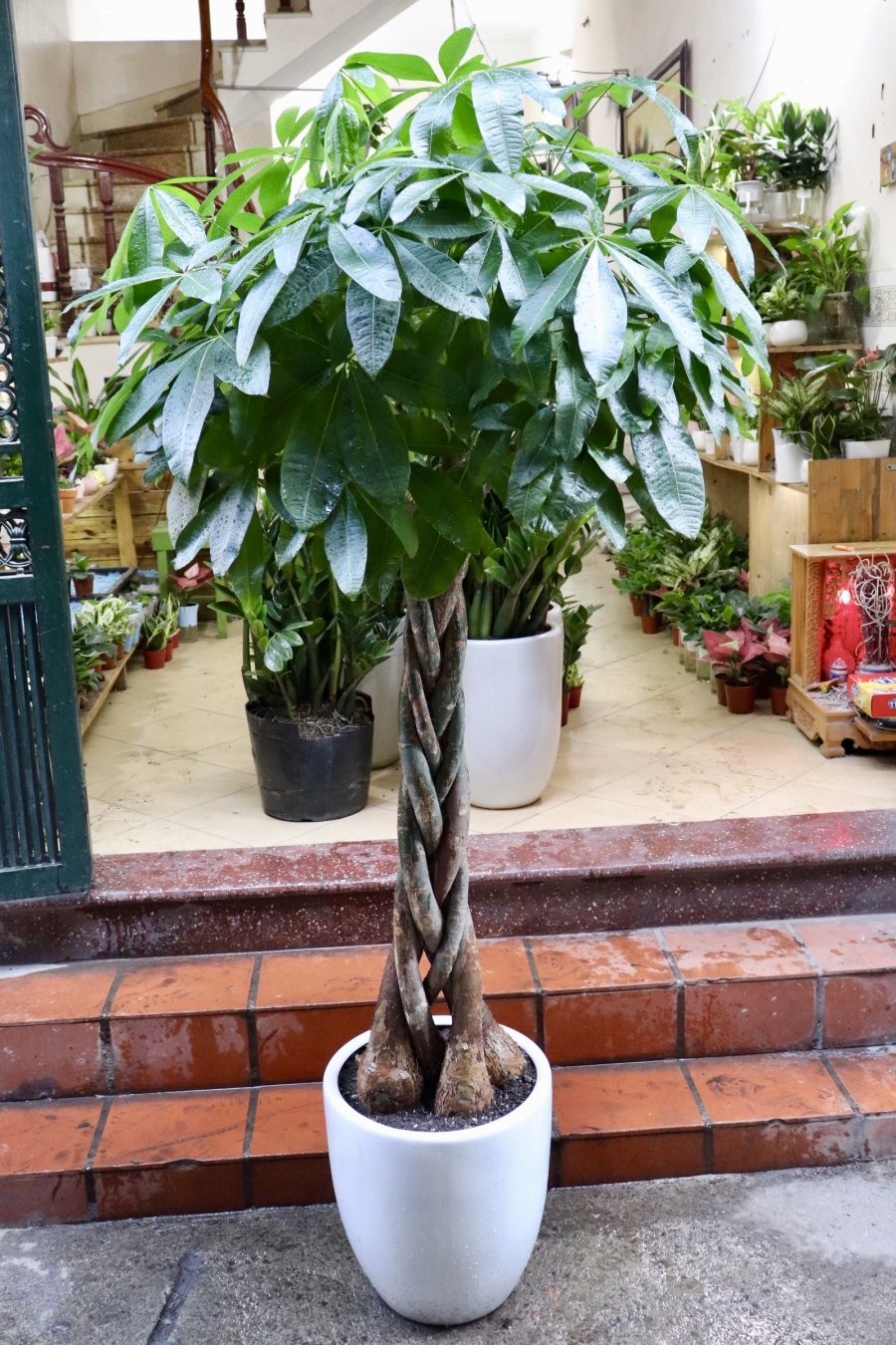 Người giàu thích trồng 5 cây này hơn hoa, có 1 cây thôi cả nhà hưởng phúc