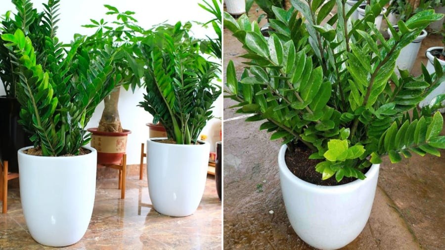 Gia chủ có thể đặt cây kim tiền ở tài vị của phòng khách để thu hút tài lộc.