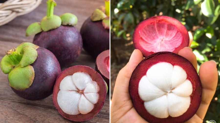 Khi chọn măng cụt, bạn nên kiểm tra phần cuống, phần tai lá và màu sắc, độ cứng của vỏ quả.
