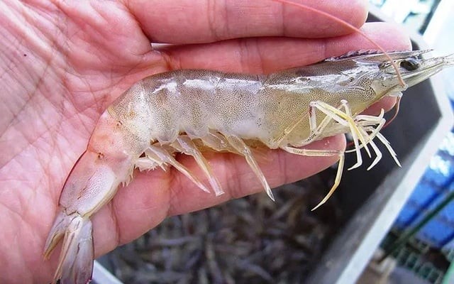 Biết cách phân biệt tôm nuôi và tôm tự nhiên giúp bạn tránh mất tiền oan và bảo vệ sức khỏe cho cả gia đình.