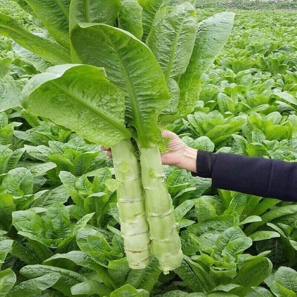1 Nắm rau này bằng 3 tô canh xương, nấu lên thơm lừng cả bếp