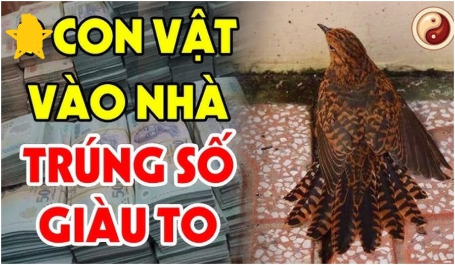 Những con vật vào nhà mang tới may mắn cho gia chủ