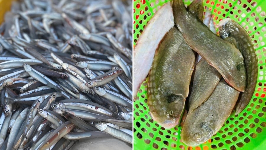 Cá cơm và cá lưỡi trâu cũng được đánh giá cao về giá trị dinh dưỡng.