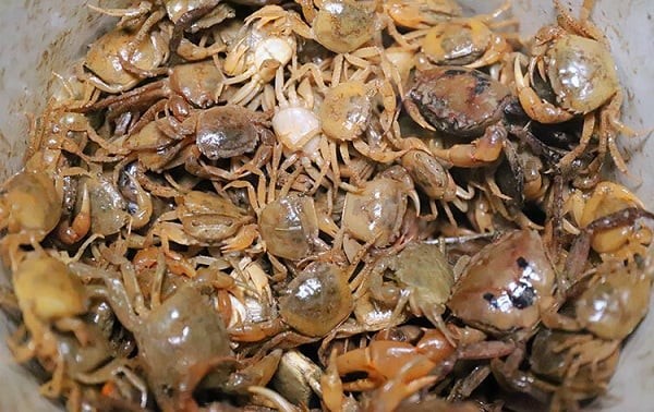 Cua đồng chứa nhiều canxi và photpho – những khoáng chất quan trọng cho hệ xương