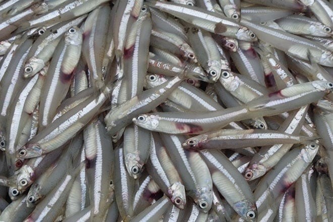 Tuy nhỏ bé về kích thước, nhưng cá cơm lại là một “kho báu” dinh dưỡng thực sự.