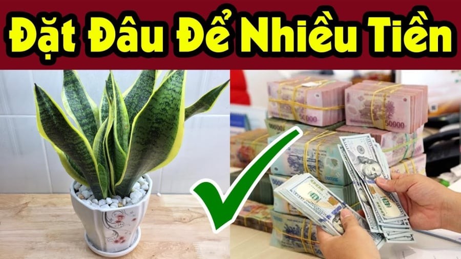 cây trồng may mắn