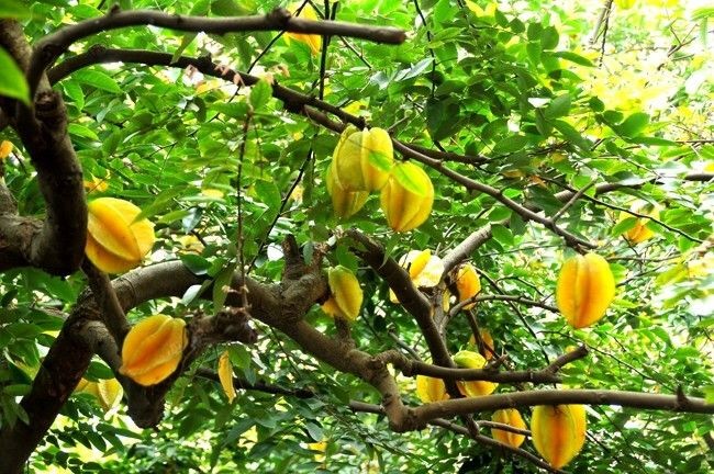 Trồng khế trong nhà rất nhiều công dụng