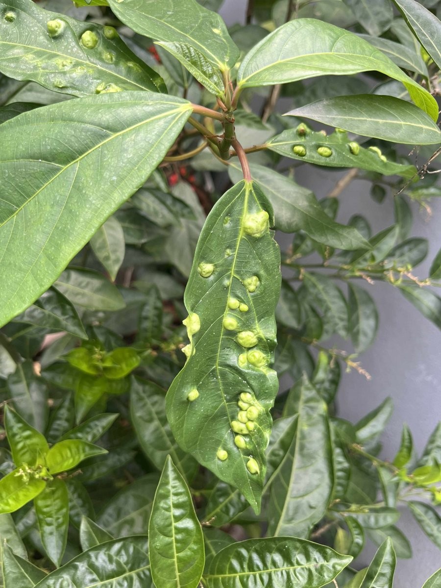 Lá sung nổi nốt sần là hiện tượng bình thường.